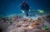 Bloomberg Philanthropies commits USD 260 Million for ocean conservation work in coral reefs