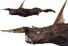 New Deep-Sea ‘Ghost Shark’ Species Discovered off Costa Rica