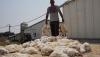 Heatwave Triggers Massive Poultry Losses Across France