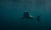 American boy injured in shark attack in the Bahamas