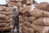 Cameroon Cocoa Prices Climb Above CFA2,000 as Season Nears End              