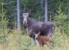 Colorado's moose have been hiding a surprising secret