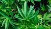 Board approves Guam's first permit to operate weed-growing facility 12 years since cannabis legalization