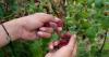 Serbian town known for raspberries that are exported around the world