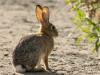 Utah wildlife officials confirm deadly rabbit disease in Summit County