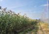 Ethiopia-UQ partnership strengthens future crop breeding