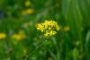 Plants survived an ancient DNA shakeup, and scientists are learning how they recovered