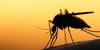 First West Nile virus-positive mosquitoes reported in three Las Vegas ZIP codes