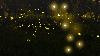 3 new firefly species discovered at Bernheim Forest in Kentucky | Why 2 of them don’t glow