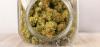 New York’s First Cannabis Showcase Held at Farm in Gorham 