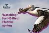 Bird Flu Reaches Australia: What Does It Mean for the Hawkesbury?