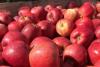 UK supermarket apple sales rise