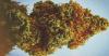 Cannabis sales increased with prices in May