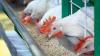 Australia intensifies avian influenza surveillance as H5N1 cases rise