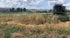 Agricultural Production Reaches 9.7 Million Tons, Vegetables Increase While Cereals and Fruit Decline