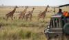 Beyond the Safari Jeep: Discovering Tanzania Through Wildlife, Mountains, and Unforgettable Adventures