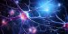 Scientists identify an ancient brainstem network that acts as an attentional selection engine