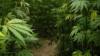 Enforcement begins July 1 for statewide hemp retailer and distributor registration requirements