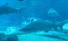 Shark Diving Offers Unique Underwater Experience