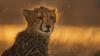 France Télévisions adopts Offspring wildlife series