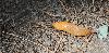 Ohio State helps farmers manage one of spring’s hidden crop pests: slugs