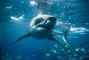 12-year-old boy American boy attacked by shark while vacationing in the Bahamas