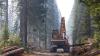 Environmentalists Use Congress’ Own Public-Land Loophole to Sue Over a Timber Sale