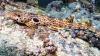 Meet The Newly Discovered Walking Shark From Papua New Guinea