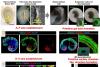 Chinese researchers develop world-first human embryo model for organ growth
