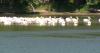 Southern Minnesota lake cruise offers peek at plethora of pelicans