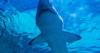 American Boy, 12, Attacked by Shark While Swimming with Brother During Family Vacation in Bahamas