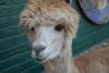 Alpaca farming proves popular in Latvia's rural tourism