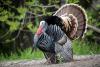 West Virginia’s wild turkeys have made one of America’s greatest wildlife comebacks