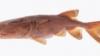 Missouri fish now displayed in new Smithsonian exhibit