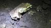 Burial site of all female extinct human relatives baffles scientists