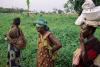 Food supply resilience in the age of global crises starts with women farmers