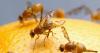 FARM: State expands Mexican fruit fly quarantine in San Diego County as pest threat grows