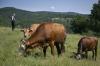 Bulgaria's milk farmers falter in former yogurt empire
