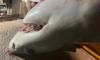 International experts confirm Great White Shark identification in Croatian Adriatic