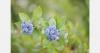 North American berry grower and Australian breeder celebrate 18 years of partnership