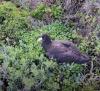 Bird flu outbreak 'almost inevitable' for Australian wildlife