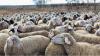 All Animals in Plovdiv Region Farm Culled After Sheep Pox Outbreak