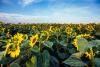 Ukraine’s Pesticide Reform Turns EU Accession Into an Agricultural Cost Issue