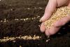 Private sector to be involved in production of original and elite seeds in Azerbaijan