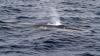 Cruise ship reaches Alaska with a dead fin whale on its bow, and NOAA says it may have been pregnant