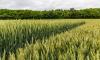 Grower disappointed with lack of tillage focus at Bord Bia Farmer Forum