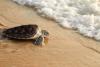 Nine cold-stunned sea turtles named for Baltimore neighborhoods return to the Atlantic