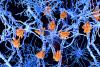 Scientists Discover How the Gut May Trigger Multiple Sclerosis