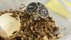 Critically endangered pancake tortoise hatches in the UK, giving the species a rare boost