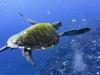A small Pacific territory just created one of the strongest ocean refuges on Earth